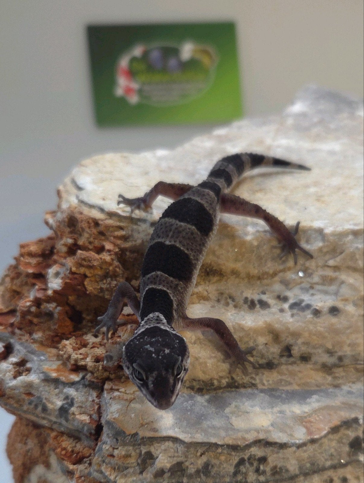 Luipaardgekko Leopard Gecko photo 4