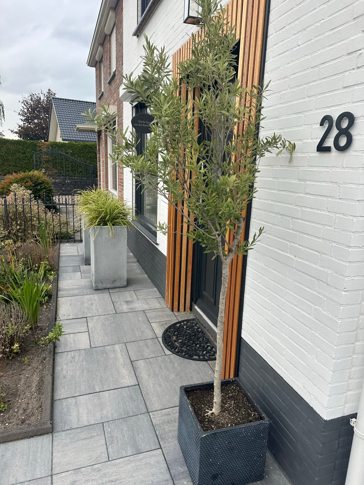 Olijfboom in vierkante plantenbak, Tuin en Terras, Ophalen, Kunststof, Balkon, Minder dan 60 cm