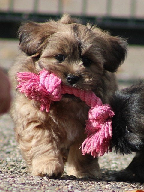 Vrolijke Boomer pups., Dieren en Toebehoren, Nederland, Overige rassen, 8 tot 15 weken, CDV (hondenziekte)