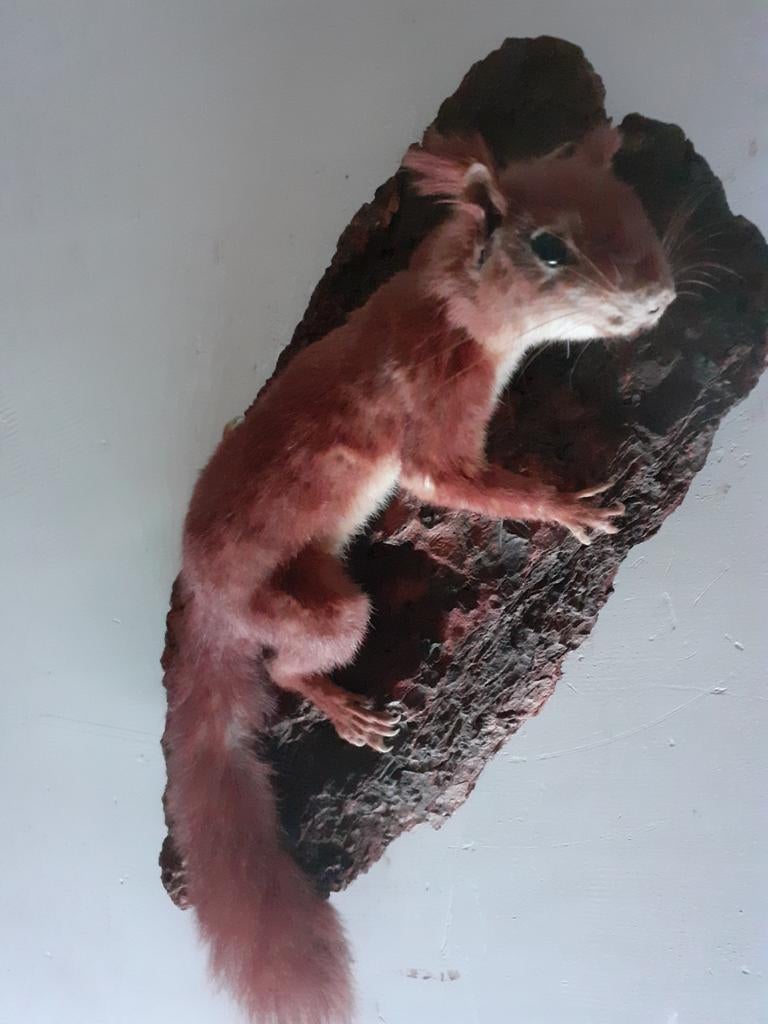 Taxidermie,taxidermy Opgezette"Rode Eekhoorn"in klim houding, Verzamelen, Dierenverzamelingen, Ophalen of Verzenden, Zo goed als nieuw