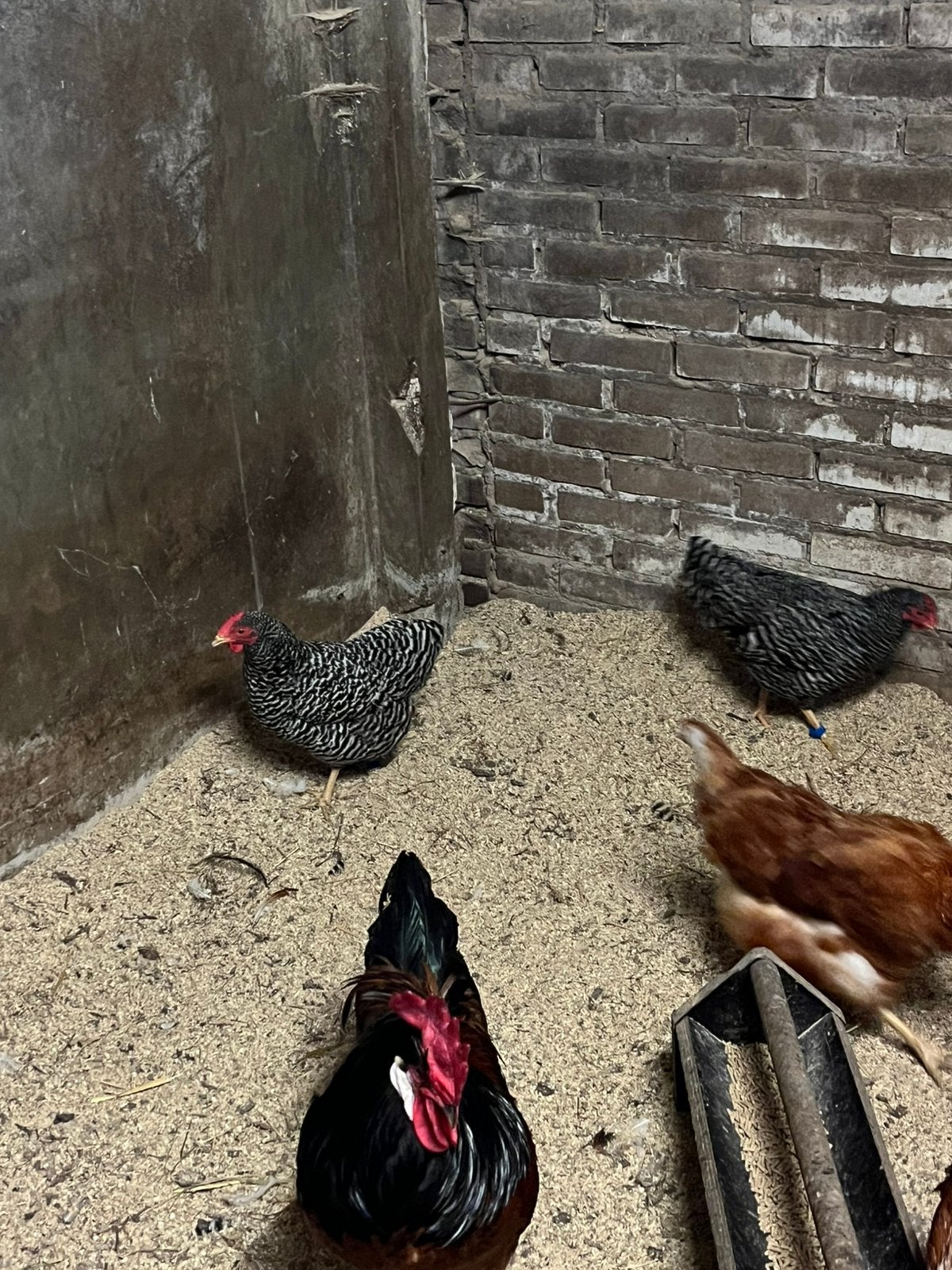 Amrock kriel, Dieren en Toebehoren, Vrouwelijk, Kip