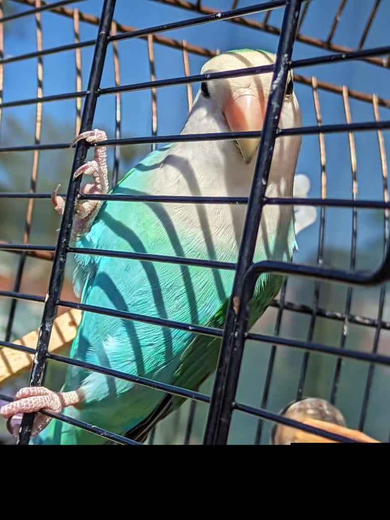 Een paartje dwergpapegaaien en een kooi, Witmasker Blauw, Dieren en Toebehoren, Meerdere dieren