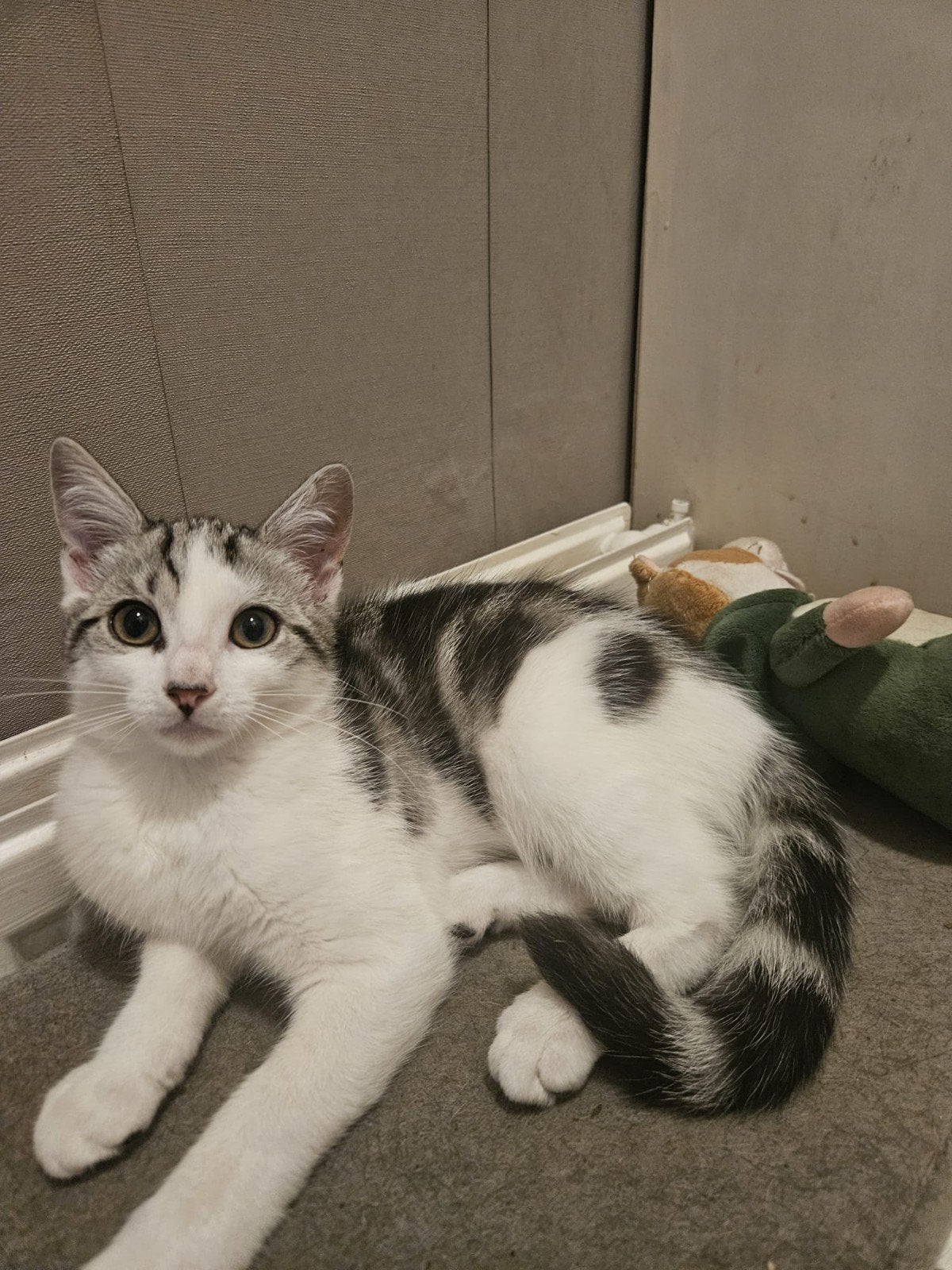 Nog een kruising katertje met halflang haar., Dieren en Toebehoren, Katten en Kittens | Overige Katten, Kater, Langharig, 0 tot 2 jaar