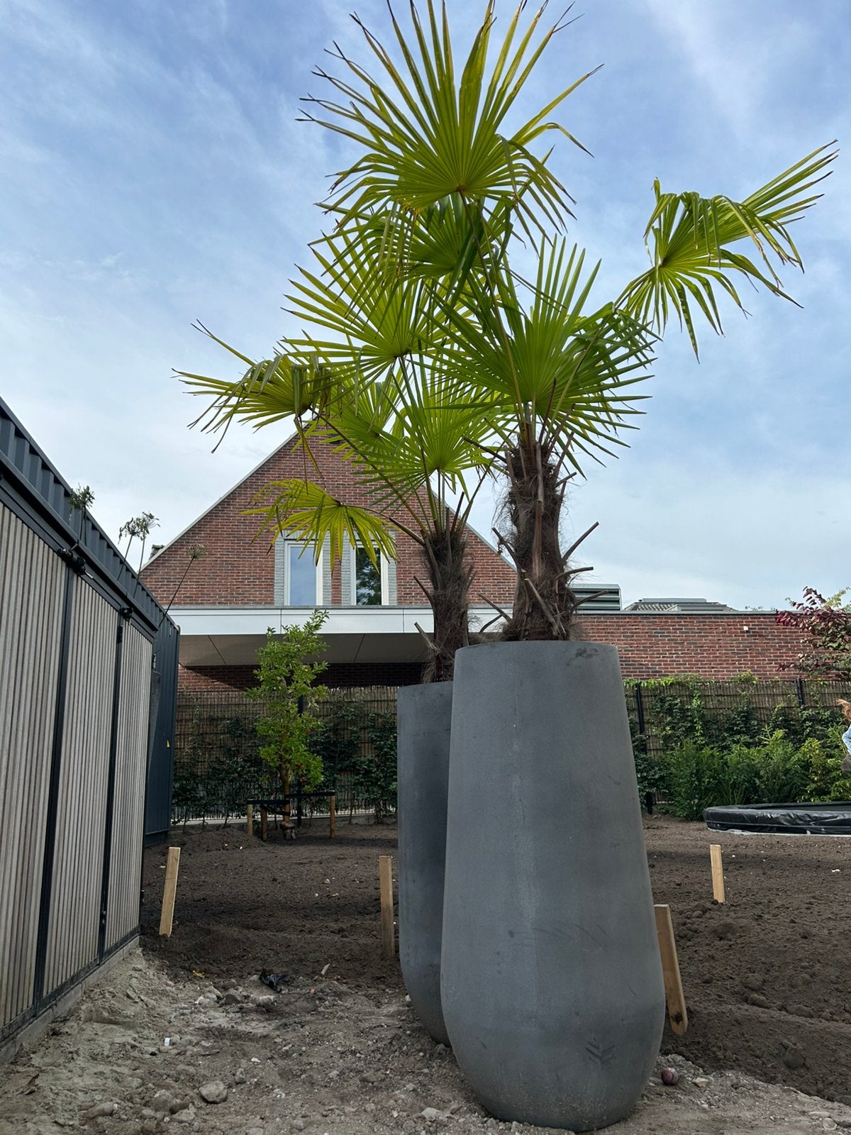 Palmbomen met pot (3x), Tuin en Terras, Planten | Bomen, Bloeit niet, 100 tot 250 cm, Palmboom, Ophalen