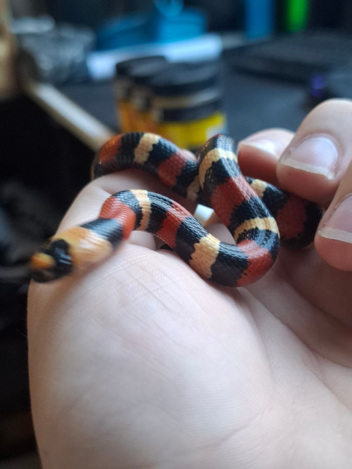 melkslang l. campbelli Milk Snake photo 4