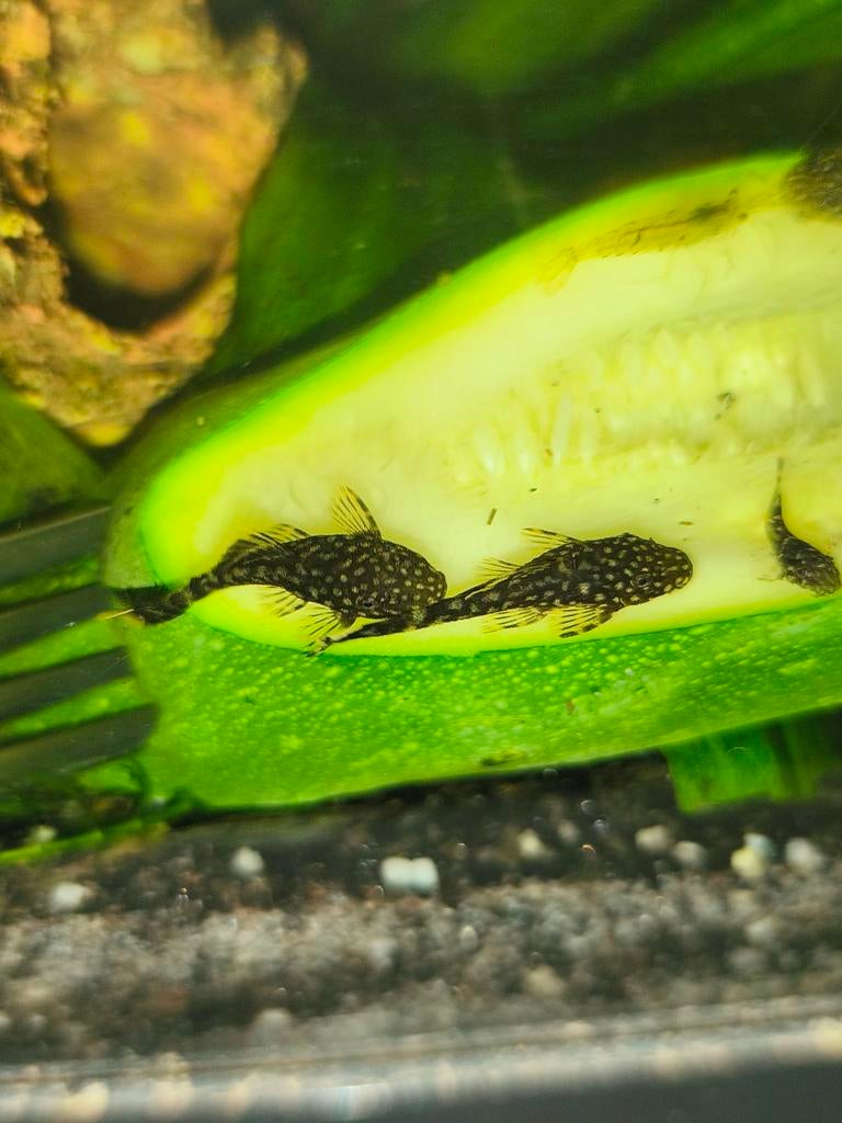Algeneter (Ancistrus), Dieren en Toebehoren, Vissen | Aquariumvissen, Vis
