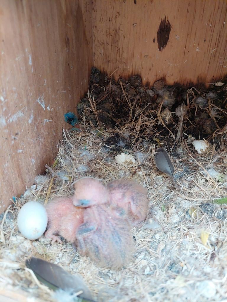 Agapornis roseicolli kuikens te koop, Dieren en Toebehoren, Vogels | Parkieten en Papegaaien, Geslacht onbekend, Dwergpapegaai of Agapornis