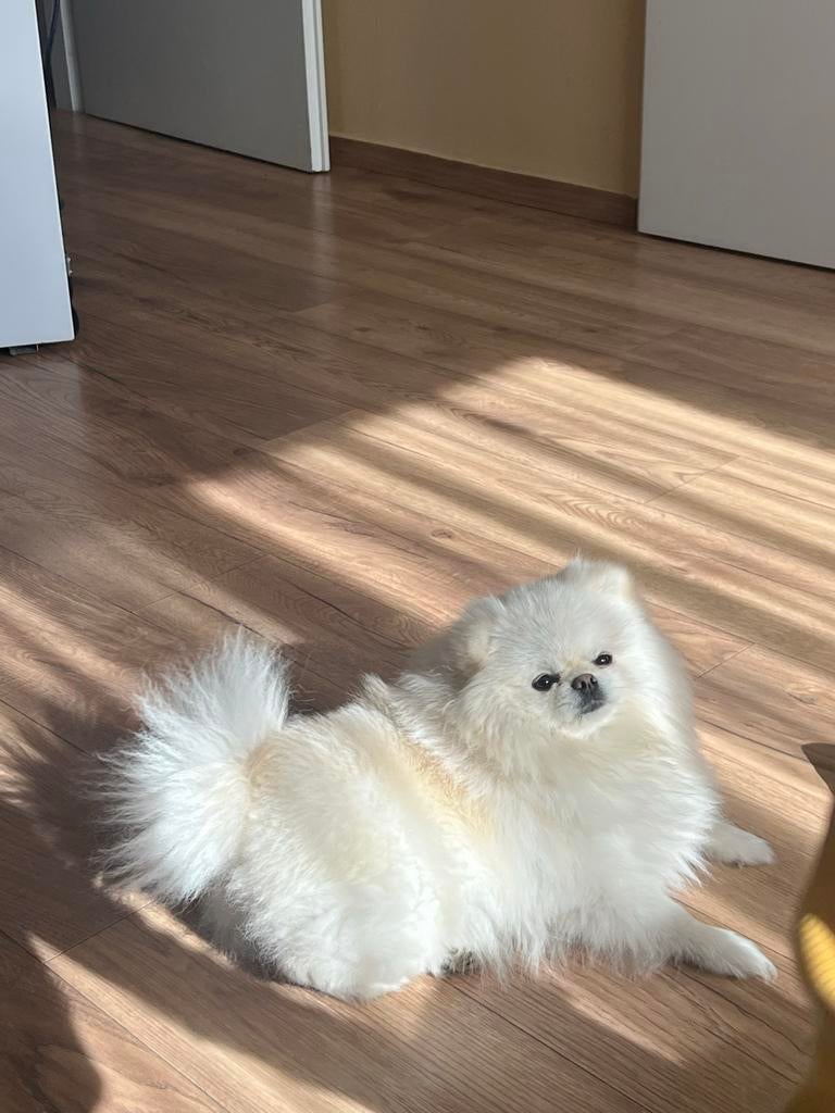 Pomeranian teef met stamboom, Dieren en Toebehoren, Honden | Niet-rashonden, Particulier, 1 tot 2 jaar, Buitenland, Teef
