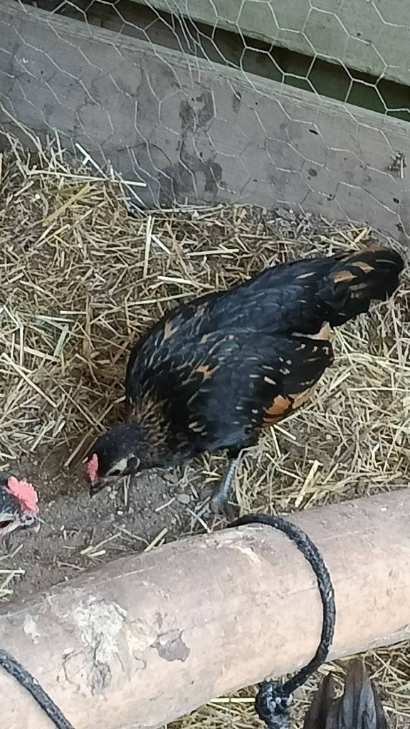 Serama, Dieren en Toebehoren, Pluimvee, Mannelijk, Kip
