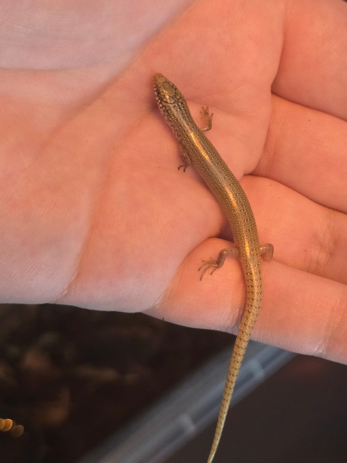 Parelskinks (Chalcides ocellatus), Amfibie, 0 tot 2 jaar