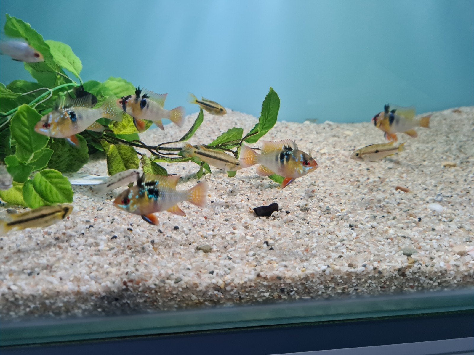 Microgeophagus Ramirezi, Dwergcichliden, Antennebaarsje, Vis, Zoetwatervis