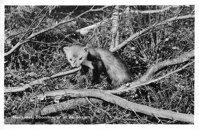 301-238-031 Nunspeet Boommarter in de bossen, Verzenden, Voor 1920, Gelderland