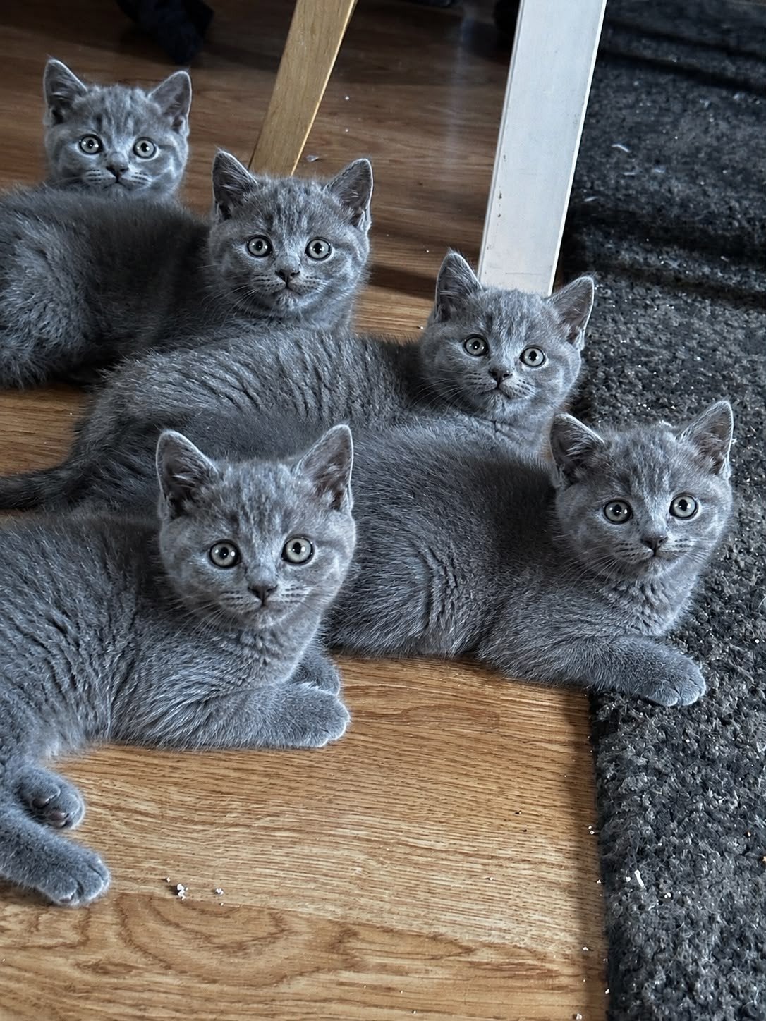 Britse shorthaar kitten, 0 tot 2 jaar