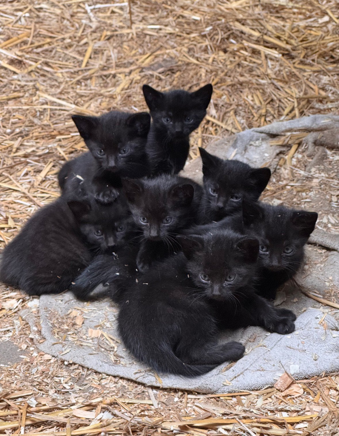 Mooie zwarte boerderij kittens, Dieren en Toebehoren, Katten en Kittens | Overige Katten, Meerdere dieren, Kortharig, 0 tot 2 jaar