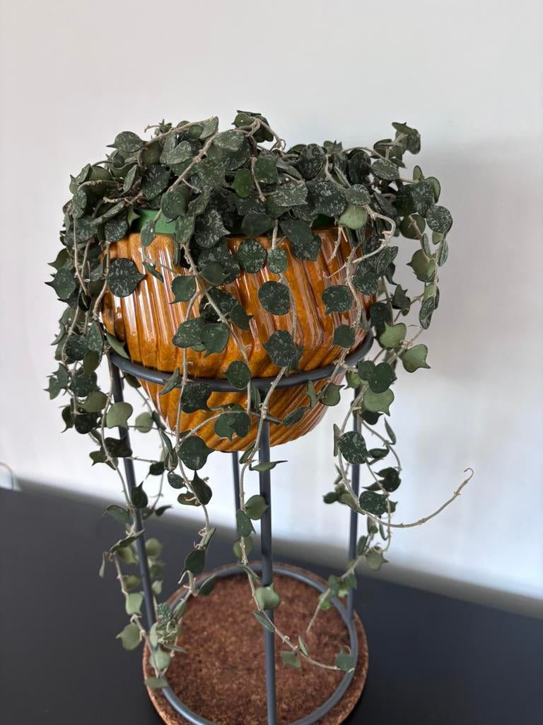 Hoya curtisii, Ophalen of Verzenden, Zo goed als nieuw