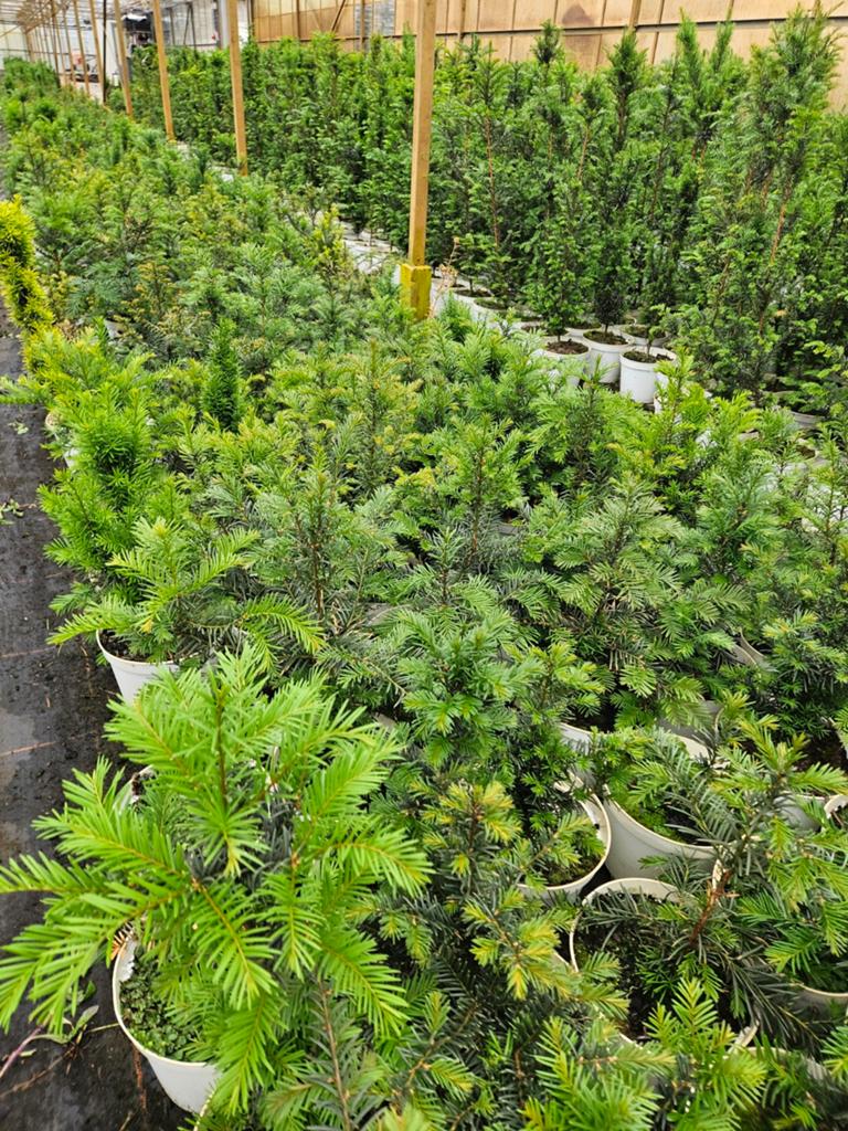 Taxus baccata te koop!, Ophalen, Taxus, Haag, Minder dan 100 cm