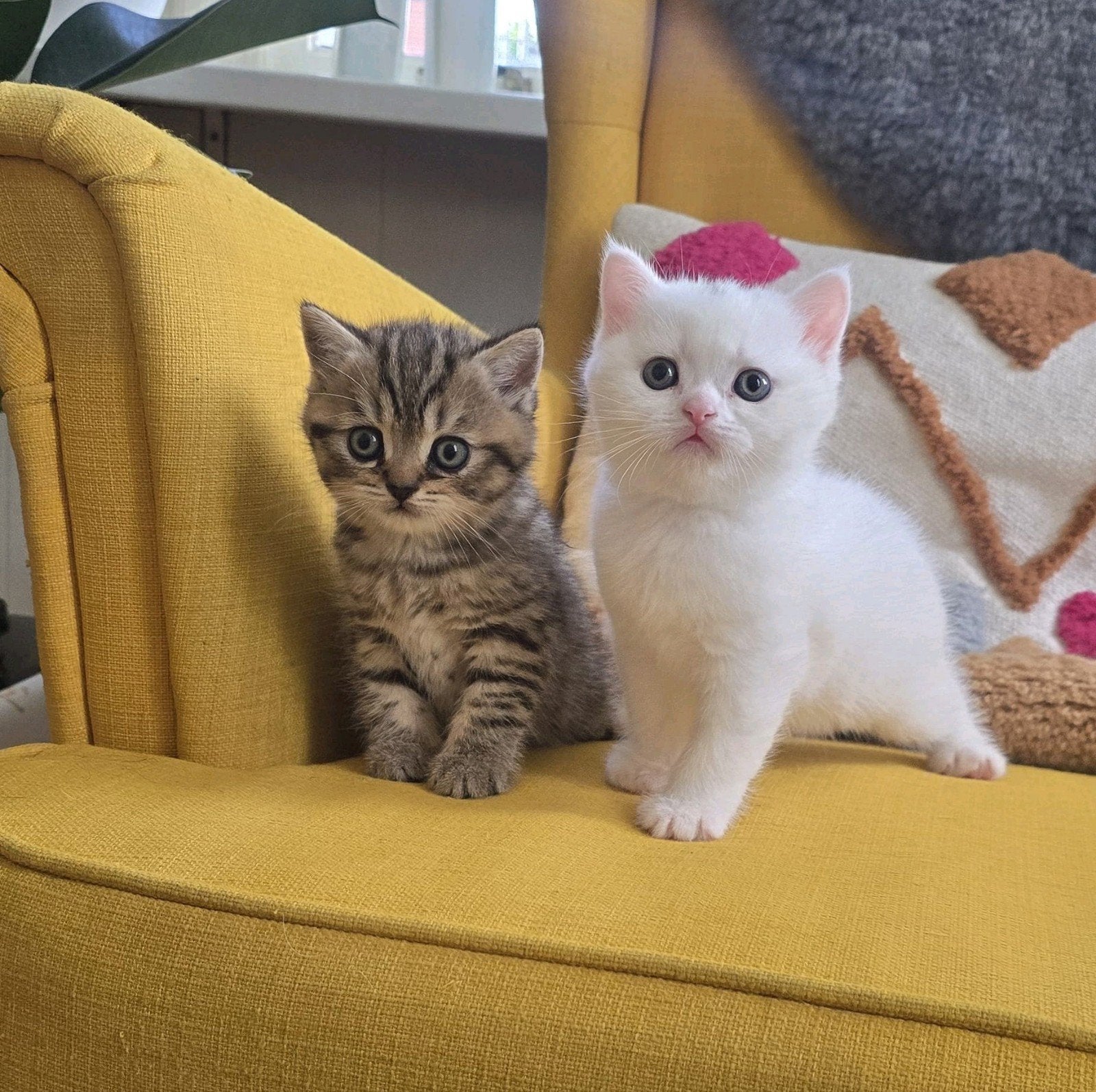 Britse korthaar kittens, Dieren en Toebehoren, Katten en Kittens | Raskatten | Korthaar, Kater, Ontwormd, 0 tot 2 jaar