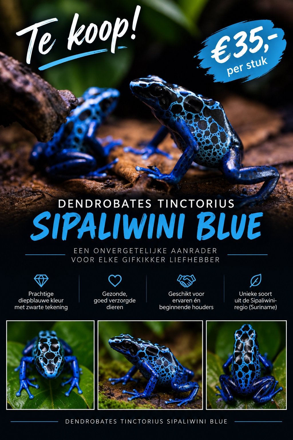 Nakweek gifkikkers D. T. Sipaliwni Blue Frog - unknown for sale from jasper