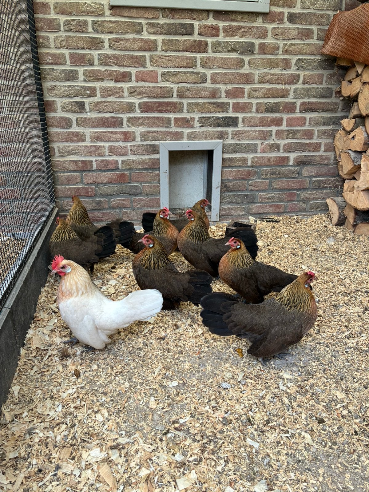 Hollandse kriel, Dieren en Toebehoren, Meerdere dieren, Kip