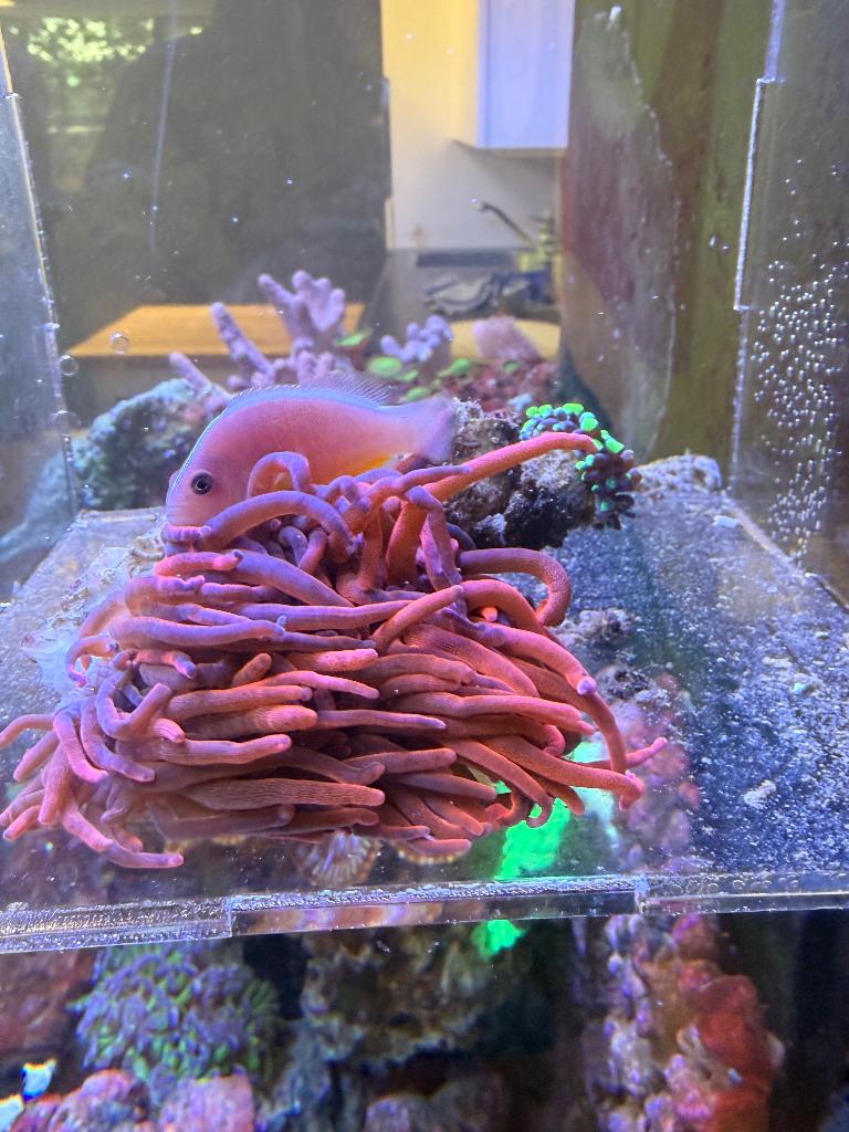 Amphiprion Akallopisos (anemoonvis) incl. zie onder, Dieren en Toebehoren, Vissen | Aquariumvissen, Vis, Zoutwatervis, Schoolvis