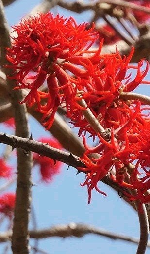 Koraalboom (Erythrina abyssinica), Ophalen of Verzenden, Overige soorten, Volle zon