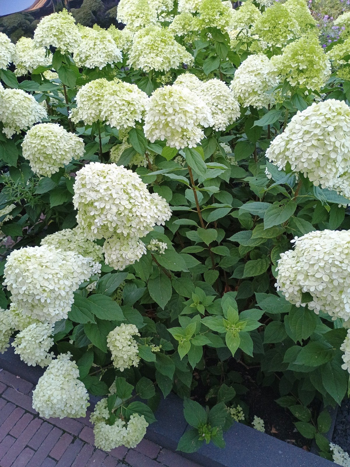 Pluimhortensia - Hydrangea paniculata 'Limelight', Vaste plant, Halfschaduw, Zomer, Ophalen
