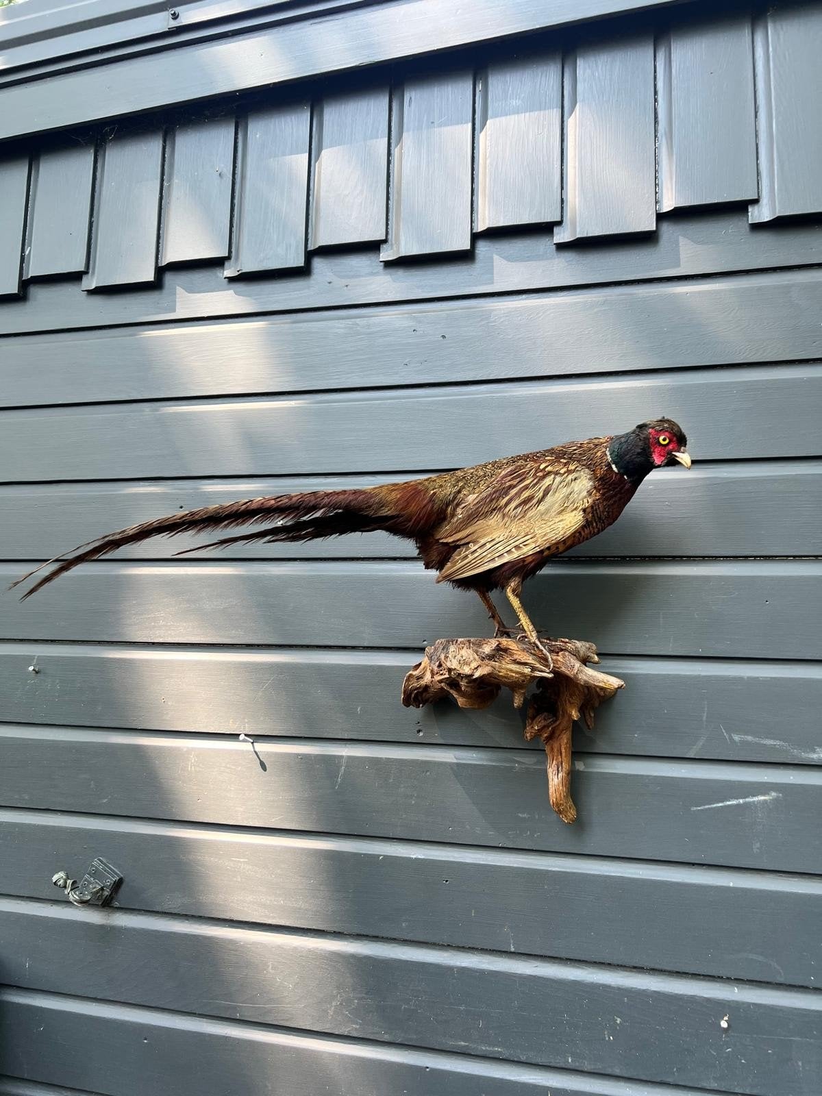 Prachtige Fazant, Ophalen of Verzenden, Zo goed als nieuw, Vogel, Opgezet dier