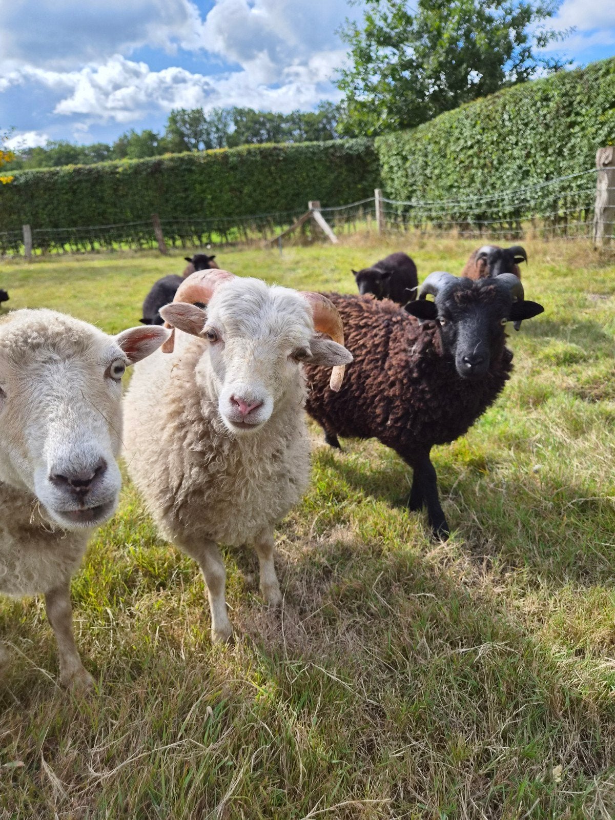 Mooie quessant rammen, Dieren en Toebehoren, Mannelijk, Schaap