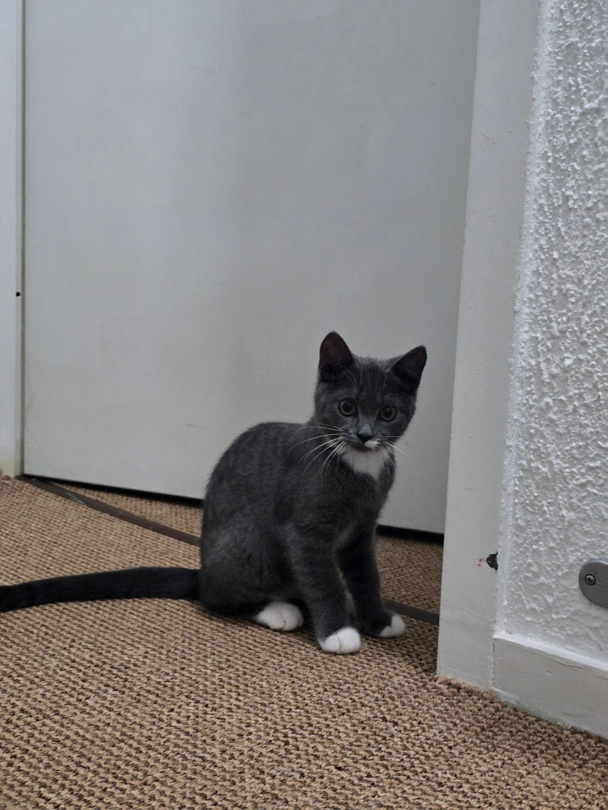 4 maand kitten brits x Europees korthaar, Dieren en Toebehoren, Poes, 0 tot 2 jaar