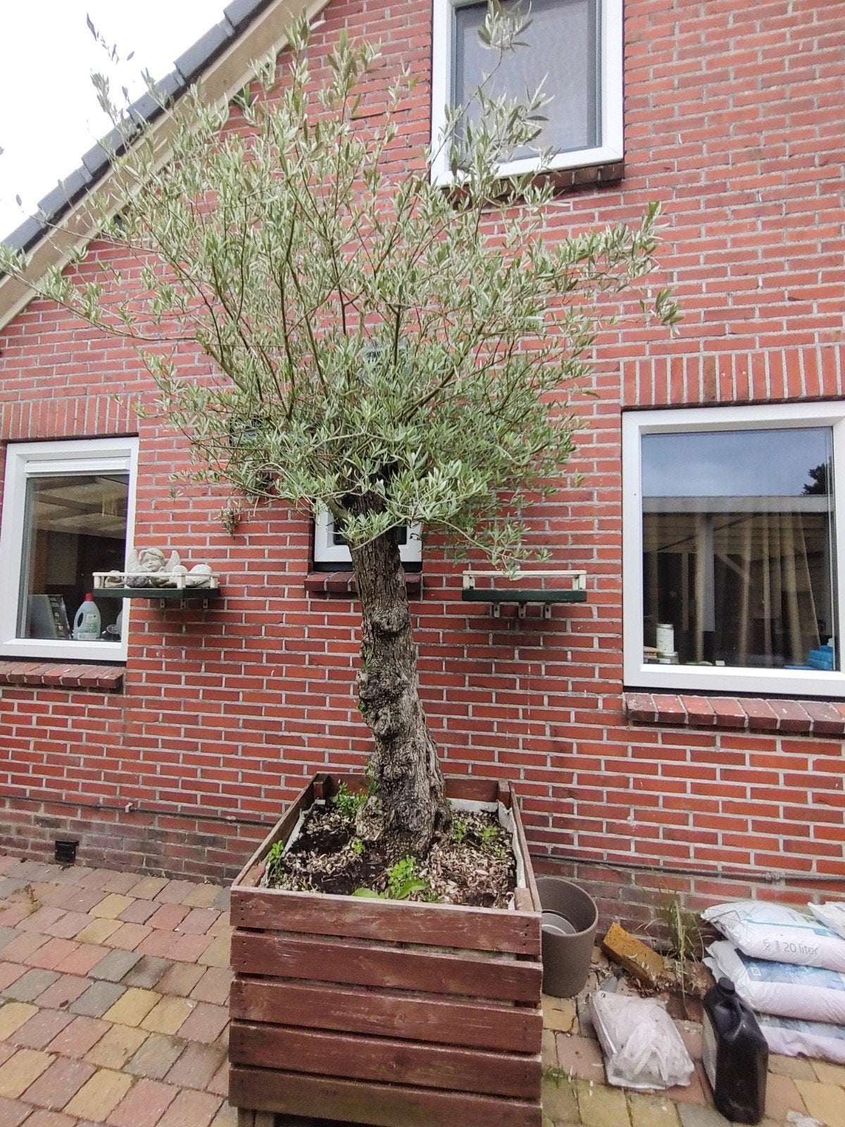 Zeer mooie grote olijfboom, Tuin en Terras, Planten | Bomen, Olijfboom, Volle zon, Ophalen