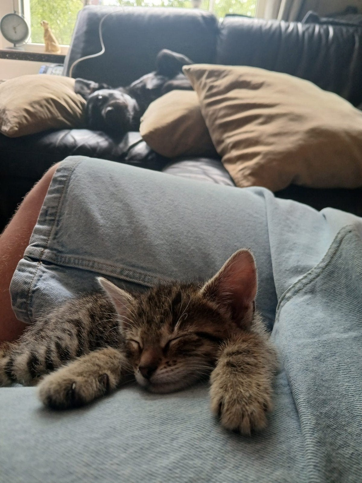 1 kitten zoekt nog een gouden mandje, Dieren en Toebehoren, Poes
