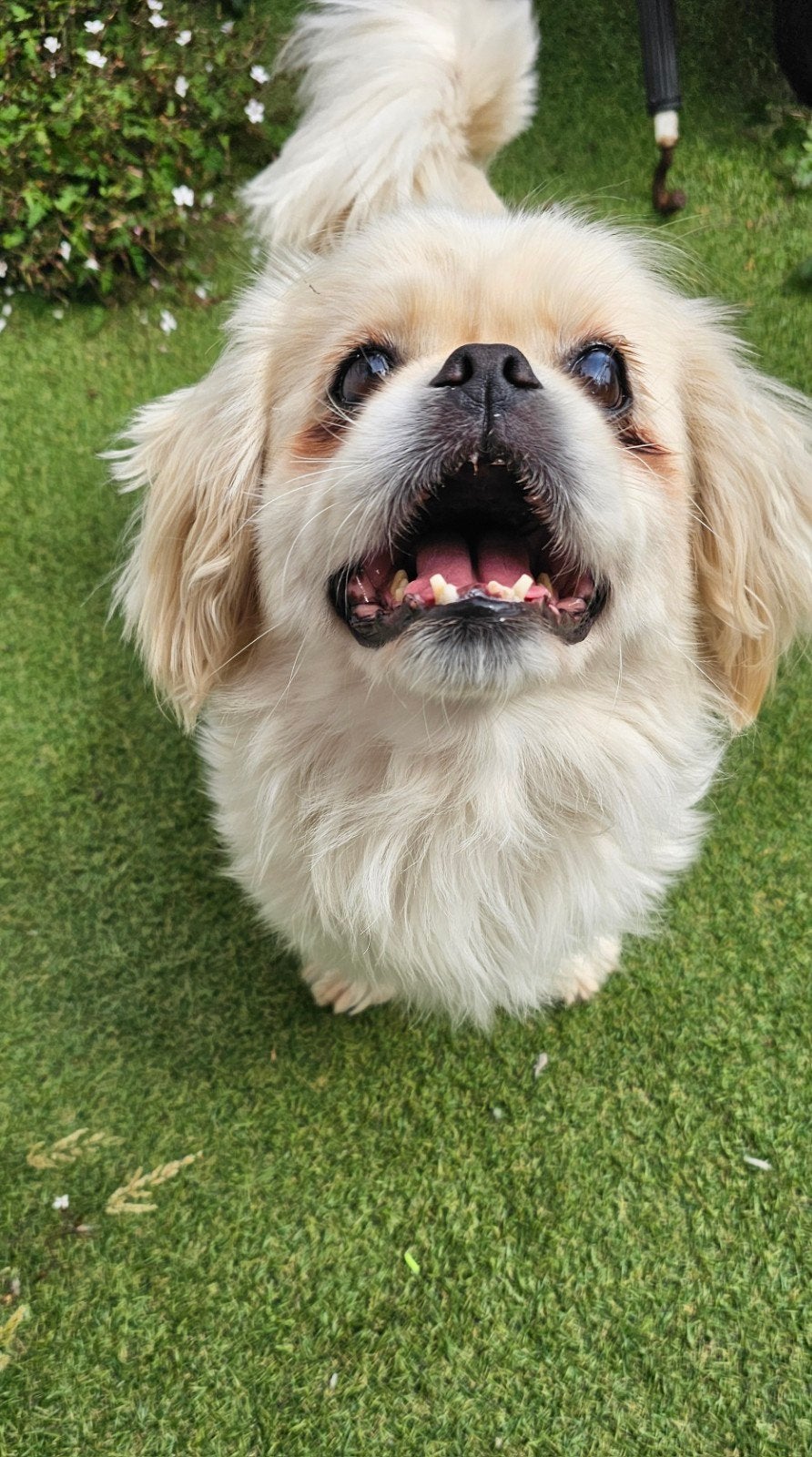 Lief thuis gezocht voor twee geweldige Pekinezen (moeder & z, Dieren en Toebehoren, Honden | Chihuahua's en Gezelschapshonden