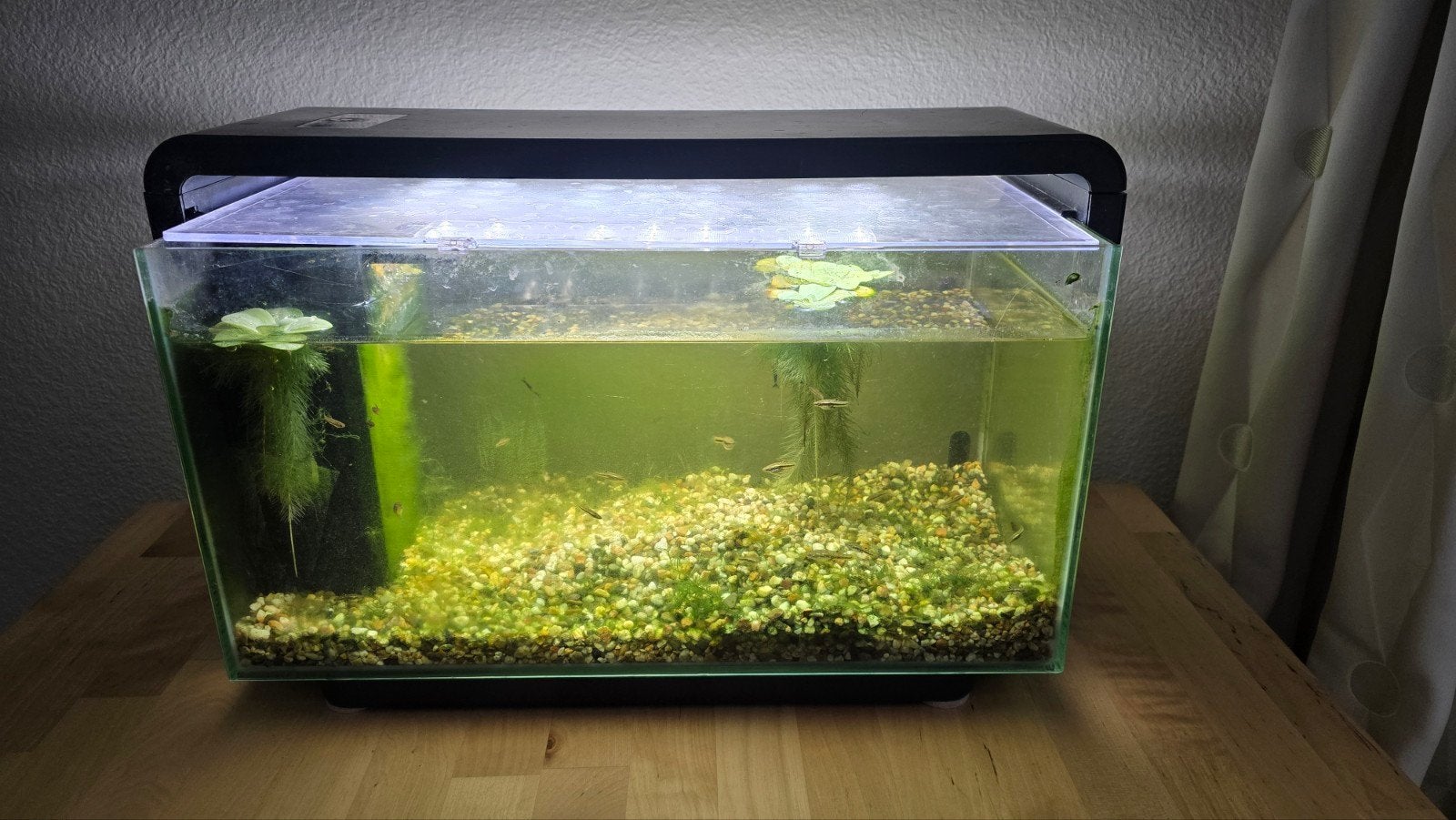 aquarium met ongeveer 25 heterandia formosa, Dieren en Toebehoren, Ophalen, Zo goed als nieuw, Gevuld zoetwateraquarium