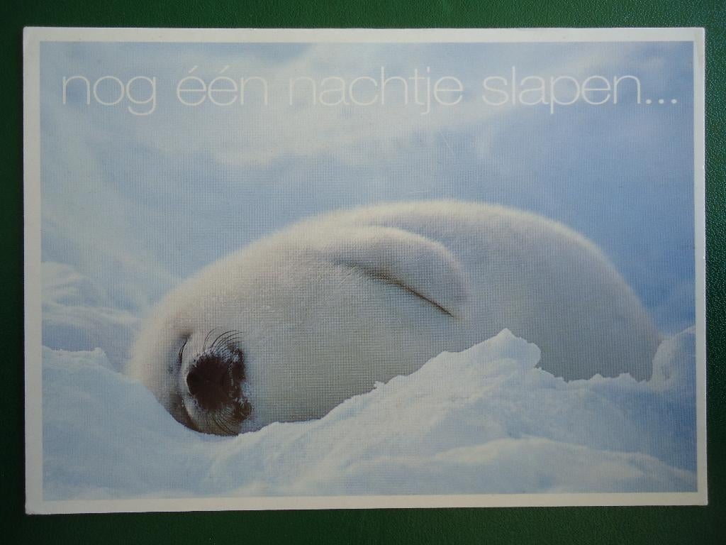 (1108) Dierenkaart: ZEEHOND, Verzenden, 1980 tot heden, Ongelopen, Overige soorten