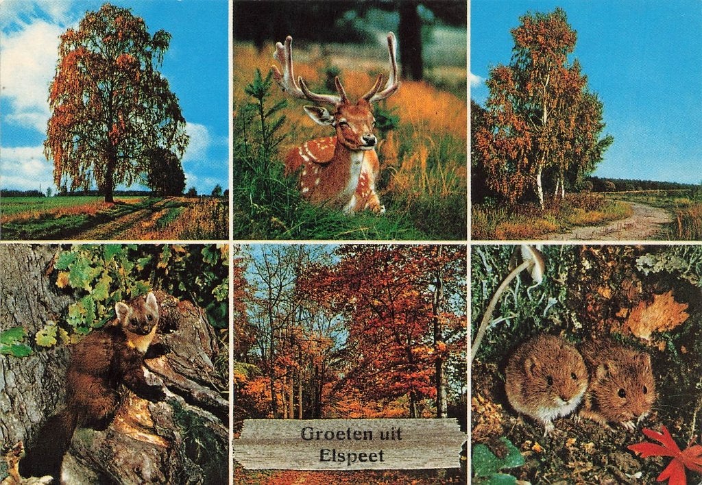 Groeten uit Elspeet, Ophalen of Verzenden, 1960 tot 1980, Ongelopen, Gelderland