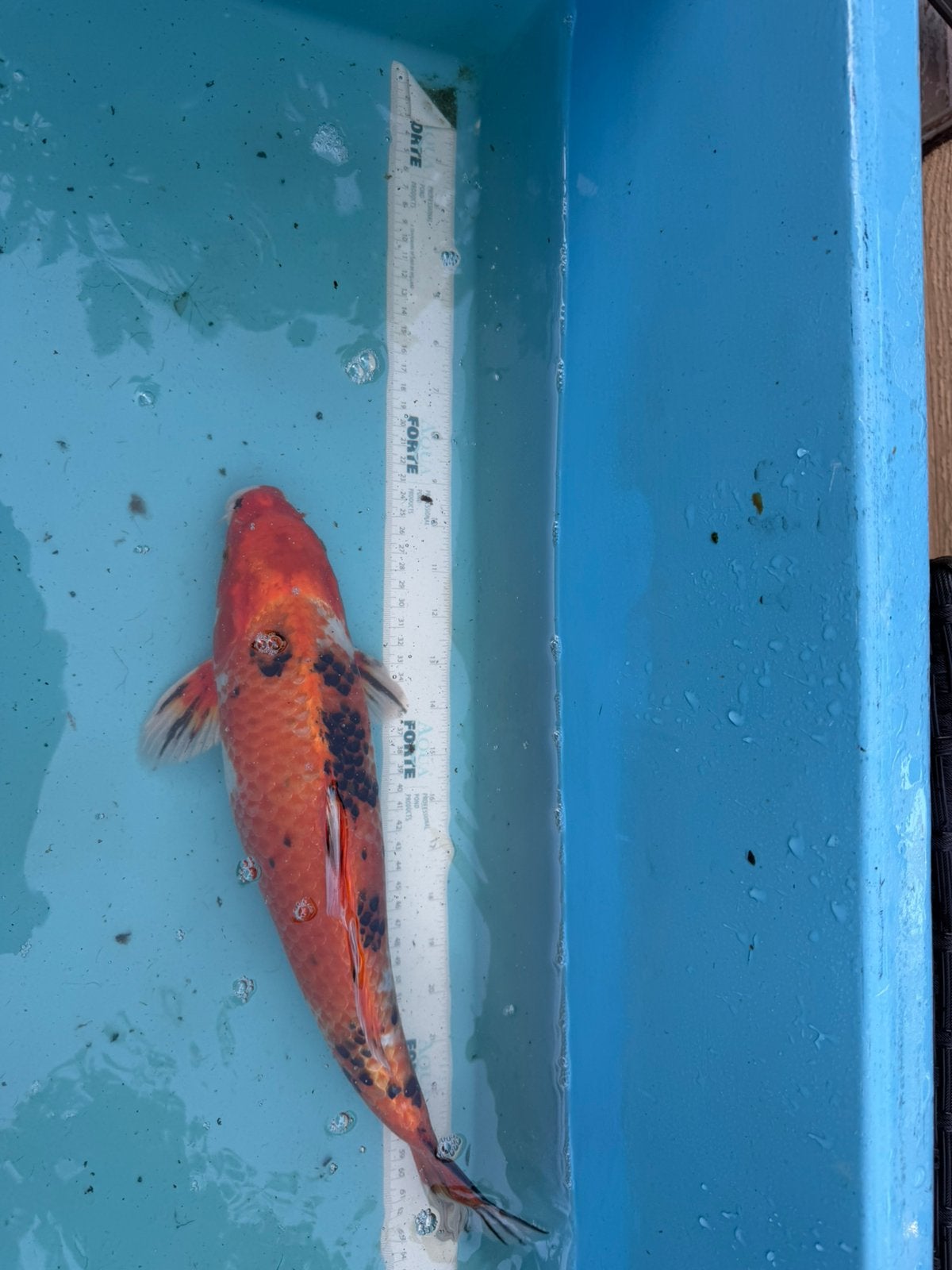 Koi/ koi karper, Dieren en Toebehoren, Vissen | Vijvervissen, Karper of Koi