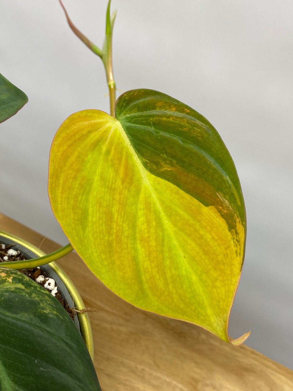 Philodendron Micans Variegata #1, Huis en Inrichting, Kamerplanten, Ophalen of Verzenden, Halfschaduw, Minder dan 100 cm
