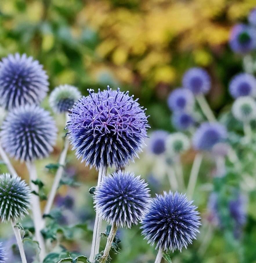 echinops Kogeldistel grote plant, Ophalen of Verzenden, Volle zon
