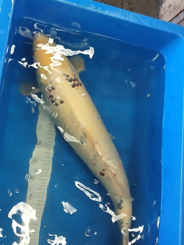Mooie grote koi karper rond de 70 cm, Karper of Koi