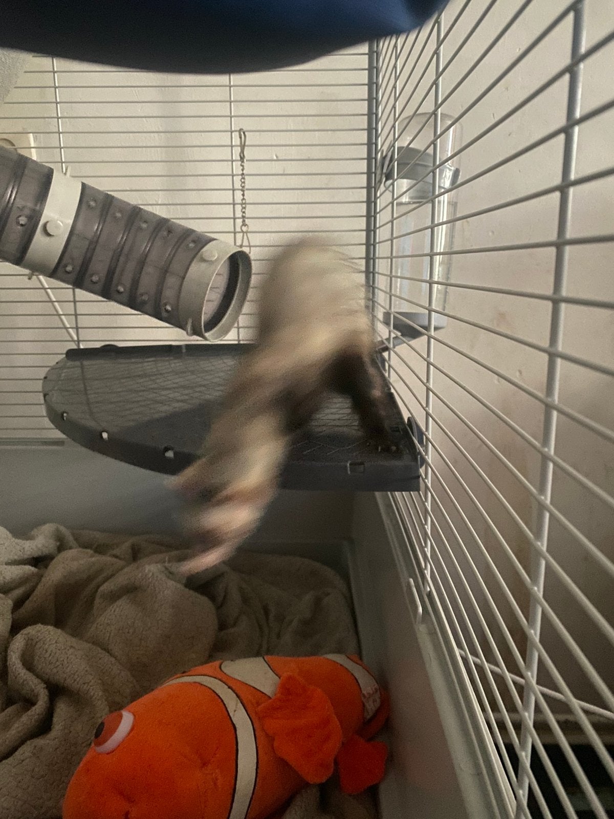 Lieve fret zoekt een goude mandje, Dieren en Toebehoren, Overige Dieren, Augustus, Mannelijk