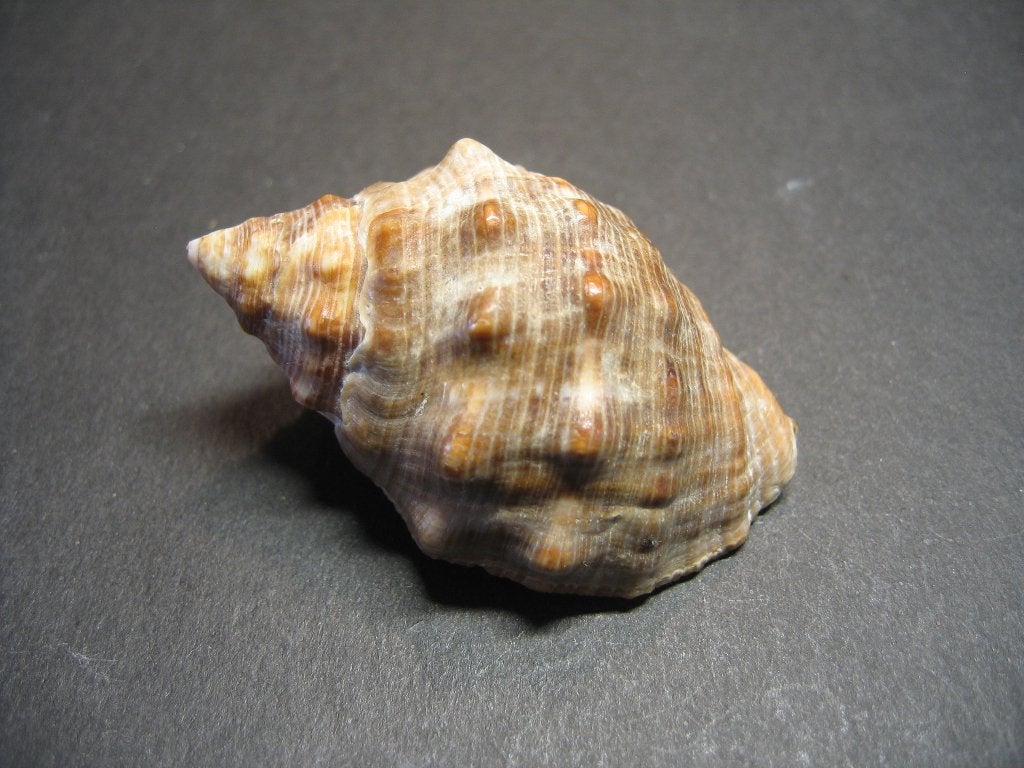 Schelpen: Mancinella alouina Röding, 1798., Ophalen of Verzenden, Schelp(en)