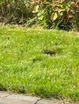 Gezocht twee of drie graszoden om molshopen te vullen, Ophalen, 20 m² of meer