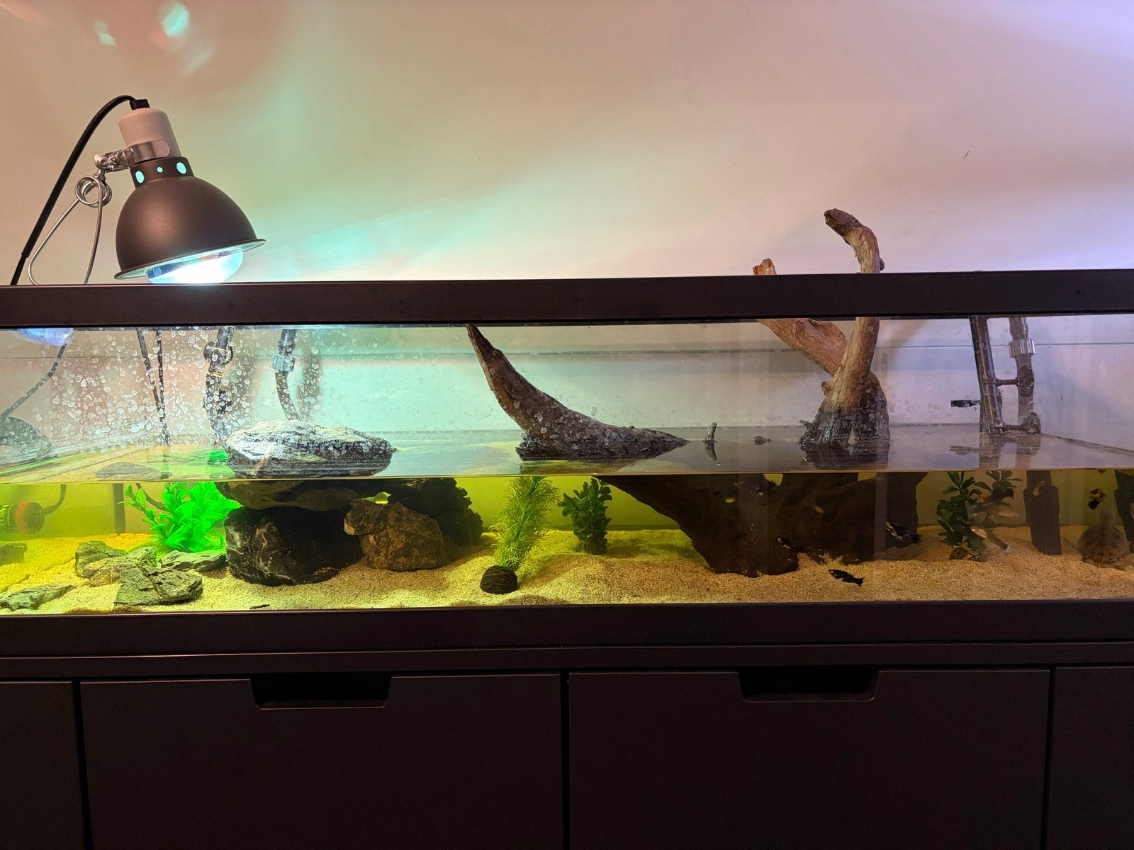 Schildpadden aquarium, Ophalen of Verzenden