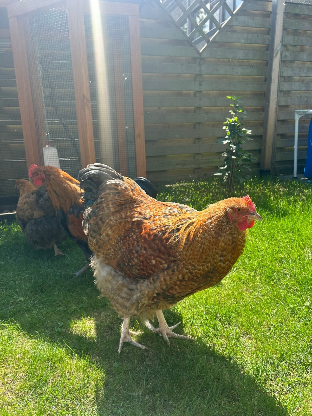 2 Orpington Hanen, Haan, Choco en mengkleur, Dieren en Toebehoren, Pluimvee, Mannelijk, Kip