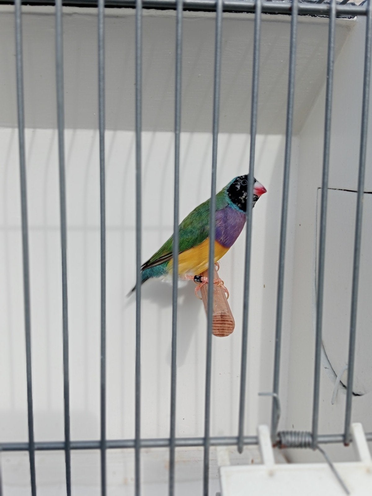 gouldamadines tekoop, Dieren en Toebehoren, Meerdere dieren