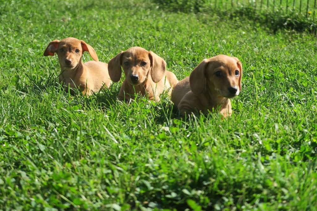 Lieve Dwerg Teckel pups, Dieren en Toebehoren, Parvo, Nederland, 8 tot 15 weken, Korthaar