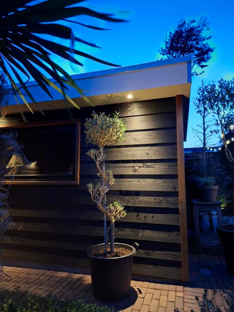 Prachtige pom pom bonsai olijfboom 175 hoog, Ophalen, Overige soorten, Volle zon