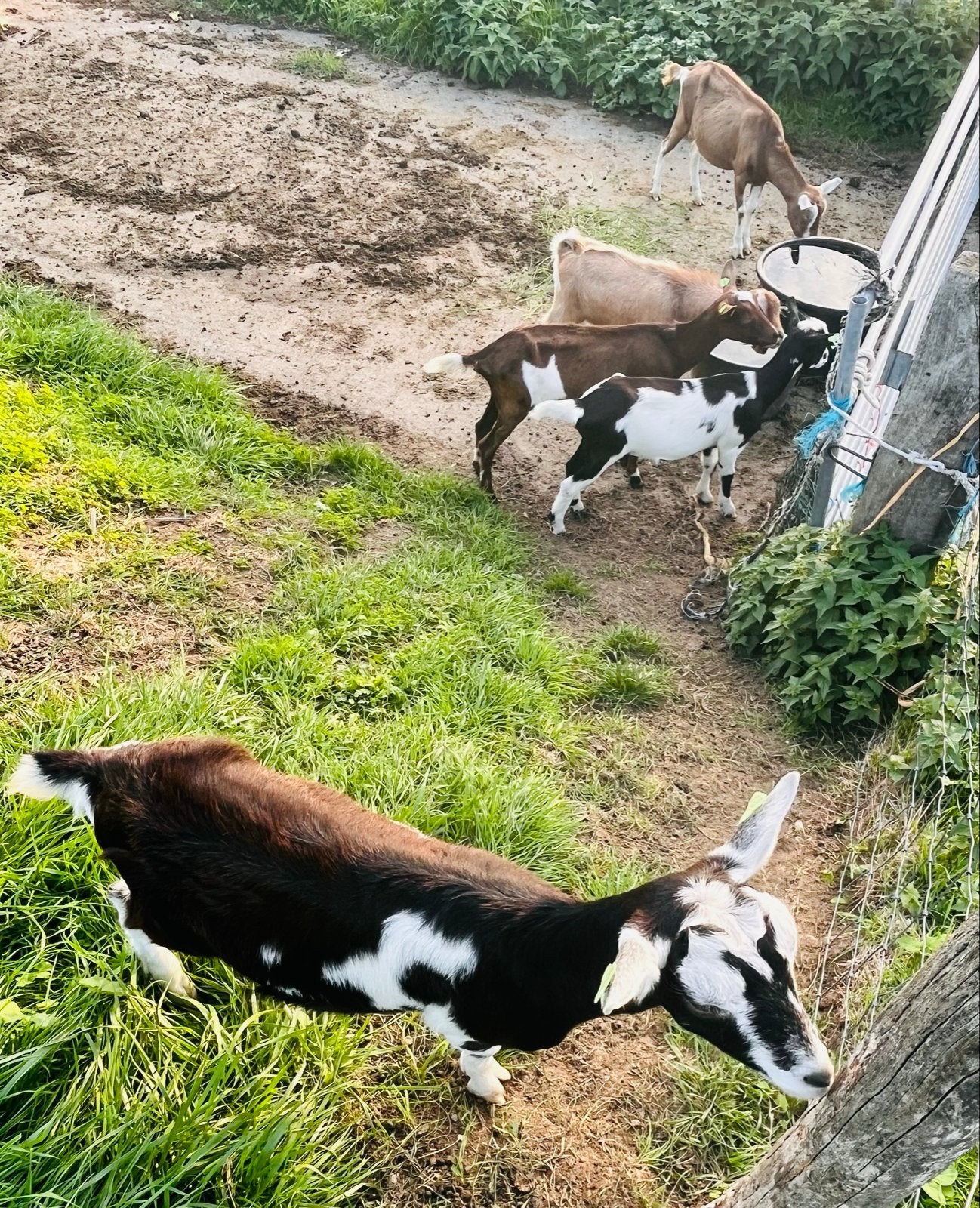 Te koop: mooie bonte gekleurde melkgeiten., Dieren en Toebehoren, Meerdere dieren, Geit, 0 tot 2 jaar