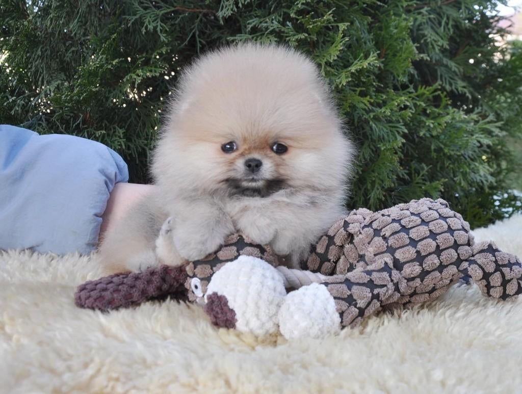 Pomeriaan pup teefje Cream Sable mini – te reserveren, Keeshond, 8 tot 15 weken, Buitenland, Teef