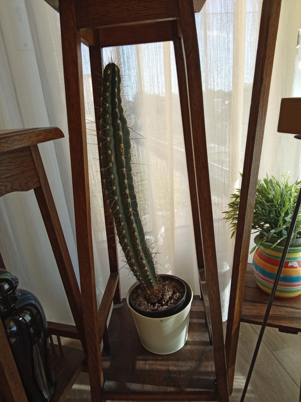 cactus, Ophalen, Cactus, Volle zon